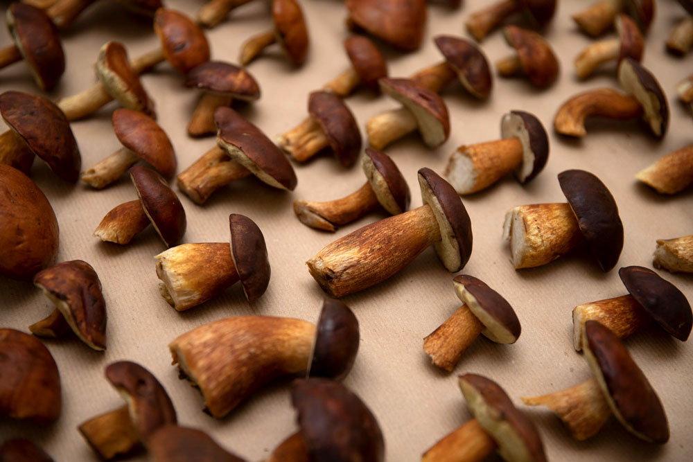 jara-lopez-ballonga-photographer-photography-photo-foto-food-mushrooms-pilz-pilze